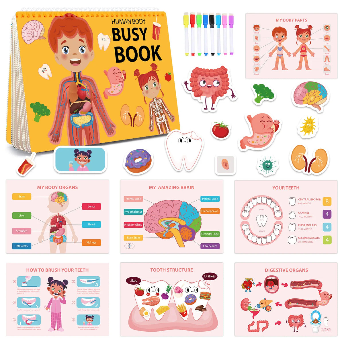 Human Body Quiet Book